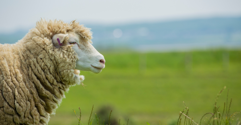 Imaginea prezintă o oaie pe un câmp verde