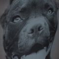 Rucsac pentru bărbați Pitbull West Coast Pitbull Ir black/grey 12