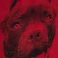 Rucsac pentru bărbați Pitbull West Coast Pitbull Ir black/red 13