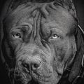 Bărbați Pitbull West Coast Born In 1989 Crewneck pulover negru 6