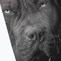 Jambiere pentru bărbați Pitbull West Coast Born in 1989 black 3