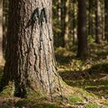 Bețe de trekking KADVA Torre adjustable carbon green 9