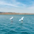 Aripă de wingfoil Aztron Soar 4.0 Air Wing 5