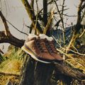 Încălțăminte pentru bărbați New Balance 754 Classic brown 12