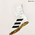 Încălțăminte de box  adidas Box Hog 4 cloud white/core black/cloud white 10