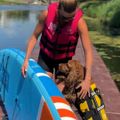 Vestă de siguranță pentru cățel  Cressi Dog Life Jacket black/yellow 8
