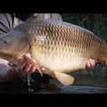 Sportex Purista Carp XTF tijă de crap negru 130275 6