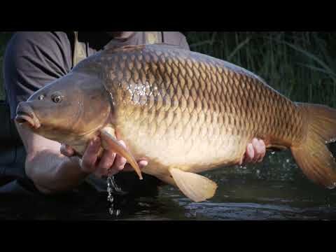 Sportex Purista Carp XTF tijă de crap negru 130275 6